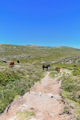 Obraz premium Horses in freedom in the region of the Coscione plateau in Corsica.
