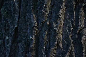 bark of a tree