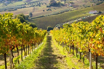 Poster Kleurrijke wijngaard in de herfst, herfst natuurlandschap © Maresol