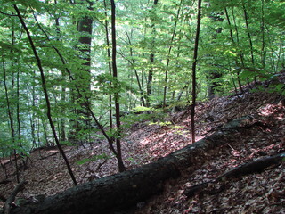 View of an old tree lying in the fallen leaves on a background of young trees in the mountain forest.