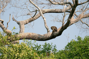 The black howler (Alouatta caraya)