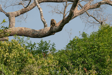 The black howler (Alouatta caraya)
