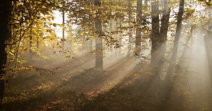 Morning fog in the autumn beech forest.