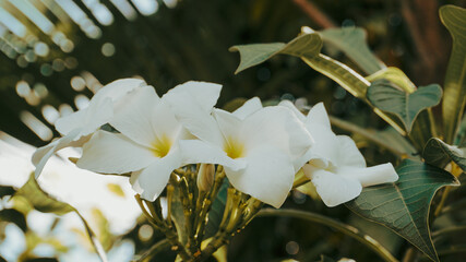 photo of artistic white plumeria in the garden