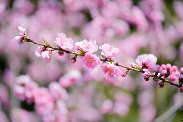 Fototapeta premium 桜