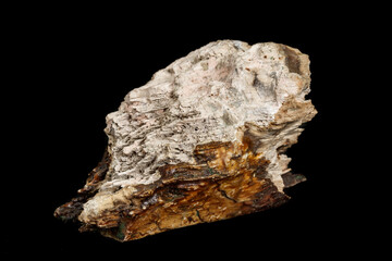Fototapeta premium Macro stone mineral petrified wood on a black background