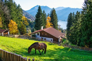 Horse grazing grass in the mountain meadow in Fall . Horse grazing green grass and Schliersee lake...
