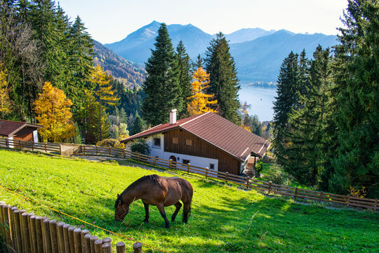 Horse grazing grass in the mountain meadow in Fall . Horse grazing green grass and Schliersee lake Autumn landscape as a background, Bavaria, Germany