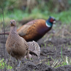 stadko bażantów pasących się na polu