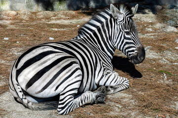 zebra in the zoo