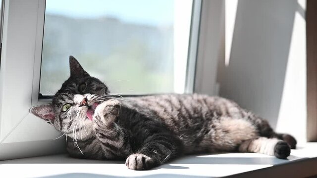 Close-up of a grey tabby cat grooming itself licking its paw and washing face near the window in the sunshine. Animal lifestyle