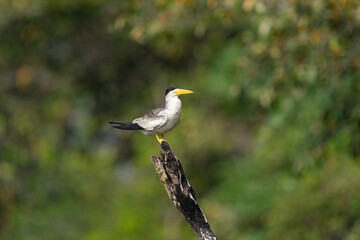 The large-billed tern (Phaetusa simplex)