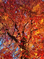 Autumn tree 