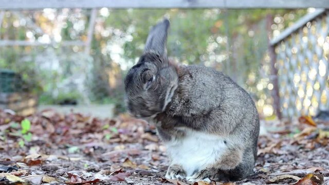 Gray rabbit in fall garden cleans face with paws then looks at camera very cute beautiful bokeh