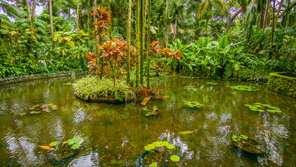 Beautiful tropical garden. Amazing green park. Botanical garden. Big island Hawaii
