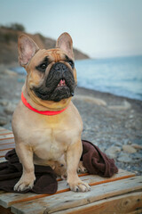 My friend is a French bulldog named Dado	