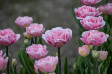 Double tulips