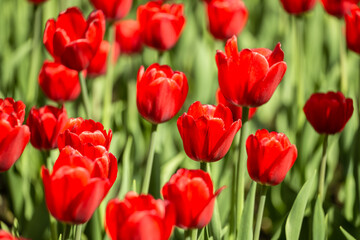 Fototapeta premium Red tulips
