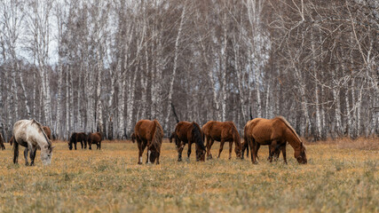 A herd of horses grazes on a large field. Autumn grazing of horses against the background of birch forest © Пётр Рябчун