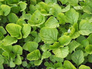 Amaranthus viridis, Amaranthaceae green leaves vegetable fresh blooming in garden, nature food background