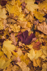 Autumn. Multi-colored maple leaves. Autumn atmosphere