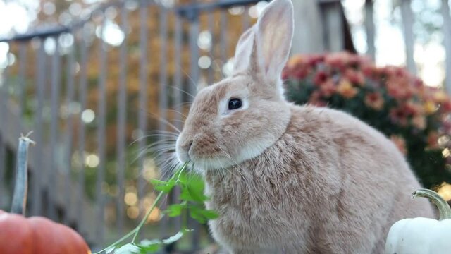 Rufus Rabbit eats parsley facing side left with mums and pumpkins 20 sec