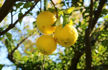 陽ざしを浴びて黄色く実る　ユズの実　柑橘系　秋