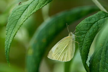 Kleiner Kohlweißling (Pieris rapae)	