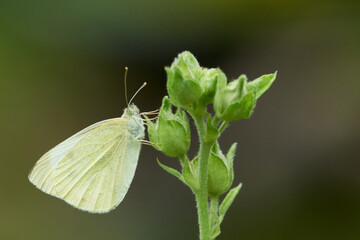 Kleiner Kohlweißling (Pieris rapae)	