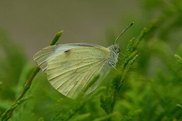 Großer Kohlweißling (Pieris brassicae)	