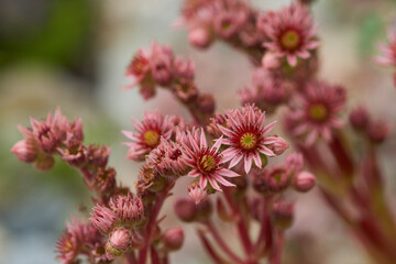 Hauswurz im Steingarten	