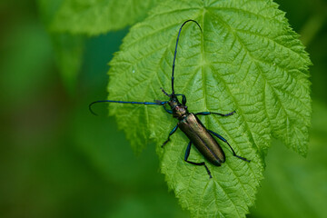 Moschusbock (Aromia moschata) Männchen	