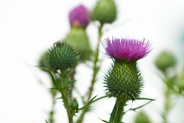 Gewöhnliche Kratzdistel (Cirsium vulgare)