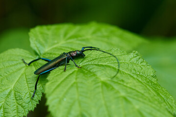 Moschusbock (Aromia moschata) Männchen	