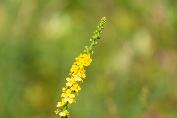 Summer flowers on a green meadow. Beautiful flowers in the field.