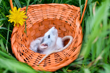 Pet rat dumbo sits in a wicker basket on the grass in the park on a sunny summer day.