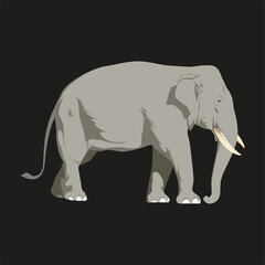 Elephant standing illustration. Mammals. Giant Animals. Sumatera Elephant. Infographic Animal. Vector Art.