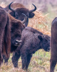 Dzika natura w Polsce, dzikie zwierzęta w naturalnym pejzażu © Michał Kurzątkowski