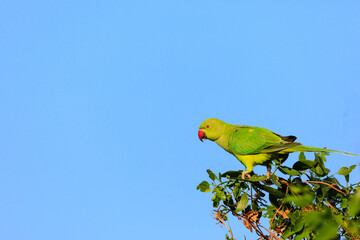 Parakeet feeding on a treetop