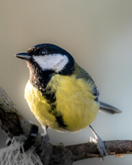 Dzika natura w Polsce, dzikie zwierzęta w naturalnym pejzażu © Michał Kurzątkowski