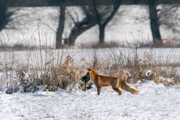 Dzika natura w Polsce, dzikie zwierzęta w naturalnym pejzażu © Michał Kurzątkowski