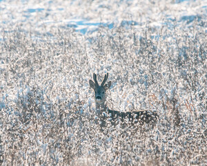 Dzika natura w Polsce, dzikie zwierzęta w naturalnym pejzażu © Michał Kurzątkowski