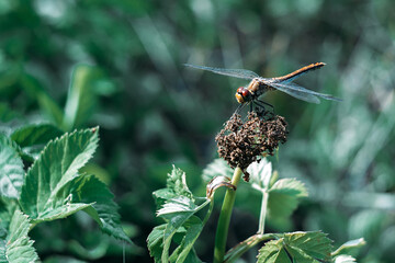 Dragonfly. Flight. Wings. Dragonfly on a flower. On the fly.