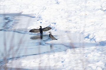 Dzika natura w Polsce, dzikie zwierzęta w naturalnym pejzażu © Michał Kurzątkowski