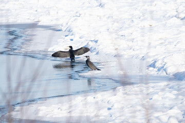 Dzika natura w Polsce, dzikie zwierzęta w naturalnym pejzażu © Michał Kurzątkowski