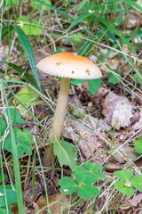 Amanita fulva, commonly called the tawny grisette or the orange-brown ringless amanita.