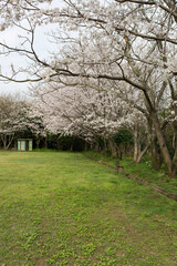 Obraz premium blossom tree