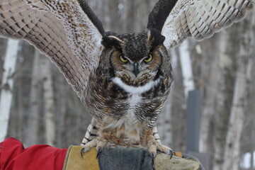 Grand Duc d'Amérique en centre de réadaptation pour oiseaux de proies