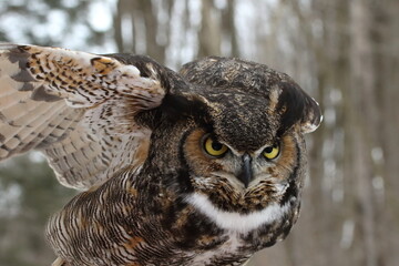 Grand Duc d'Amérique en centre de réadaptation pour oiseaux de proies
