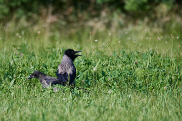 Nebelkrähe mit Jungtier, Aaskrähe (Corvus corone)	